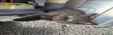 British Shorthair 4