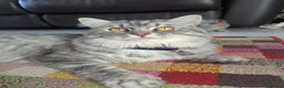 Mixed Breed cats for sale: Beautiful grey silver tabby kittens, ragdoll X Mum - Advert 21