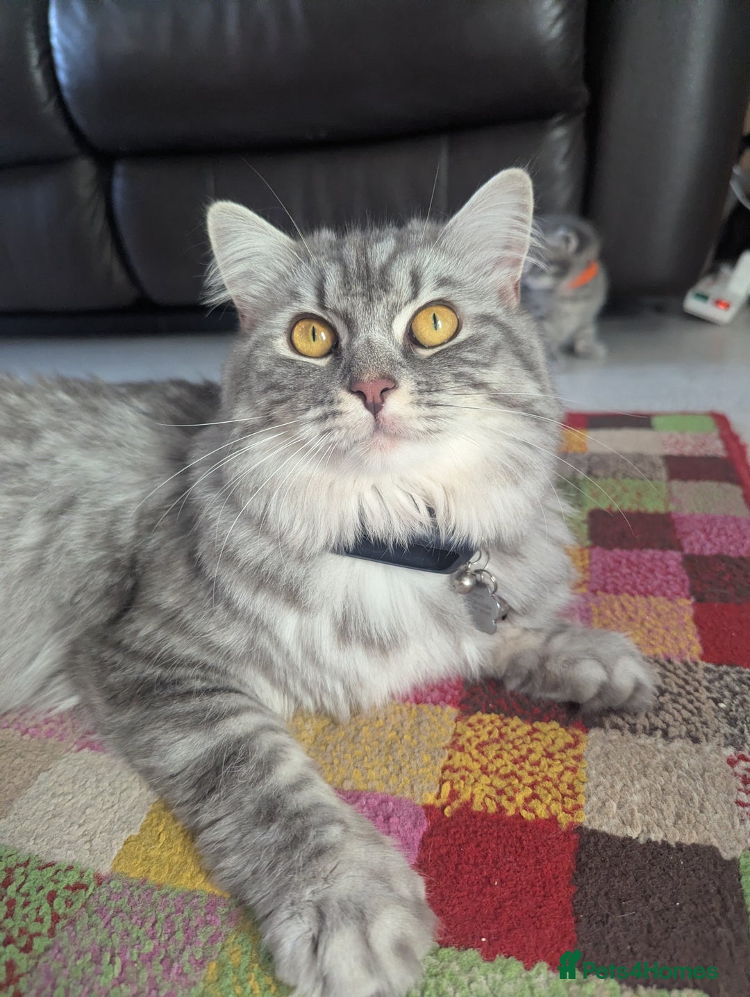 Mixed Breed cats for sale: Beautiful grey silver tabby kittens, ragdoll X Mum - Advert 21