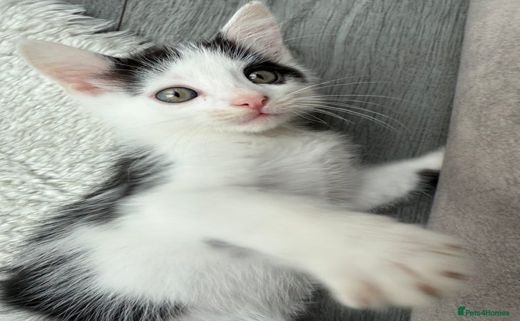 Ragdoll cats - Advert 2