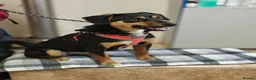 Mixed Breed dogs for adoption: ❤️🐶 PENNY – SHE WON’T LET YOU JUST PASS BY in Burton-on-Trent - Advert 16