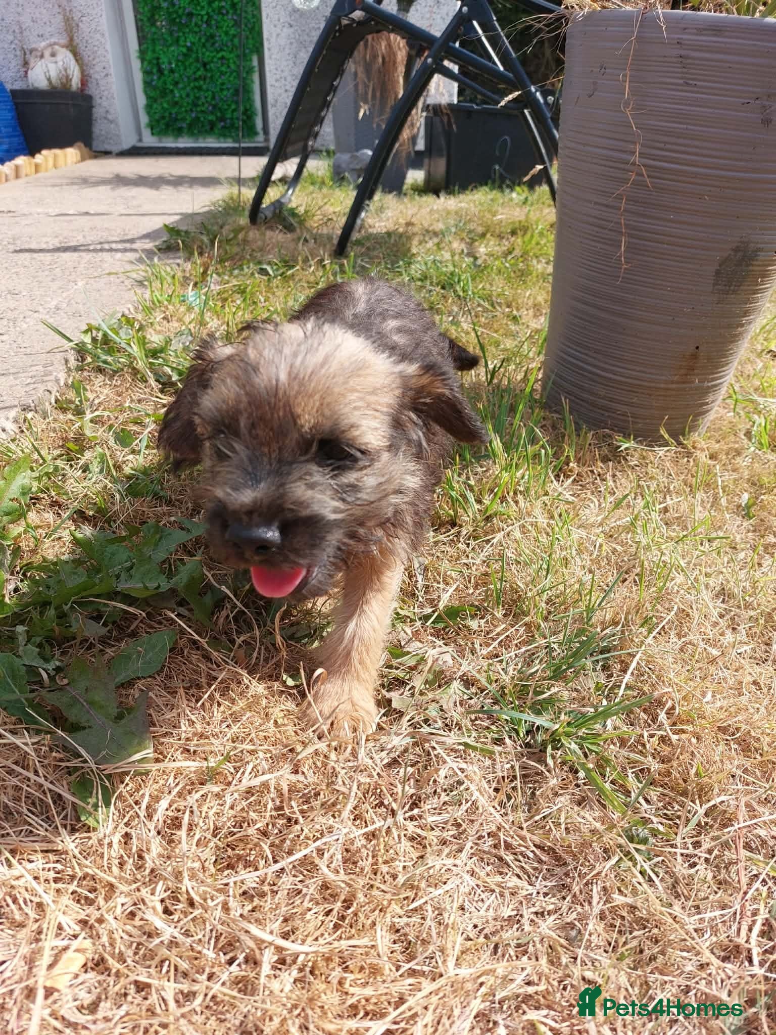 Border Terrier dogs Got three Border Terrier puppies  - Advert 7