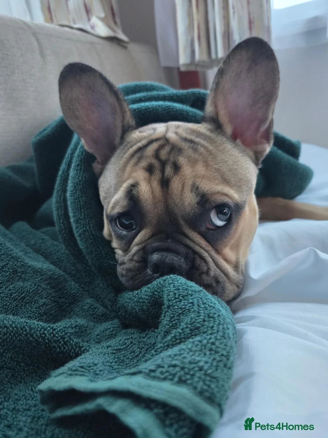 French Bulldog dogs for sale: 7-Month-Old Male French Bulldog - Advert 2