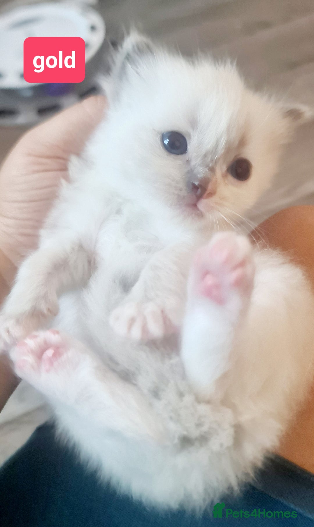 Ragdoll cats for sale: Pure ragdoll kittens - Image 16