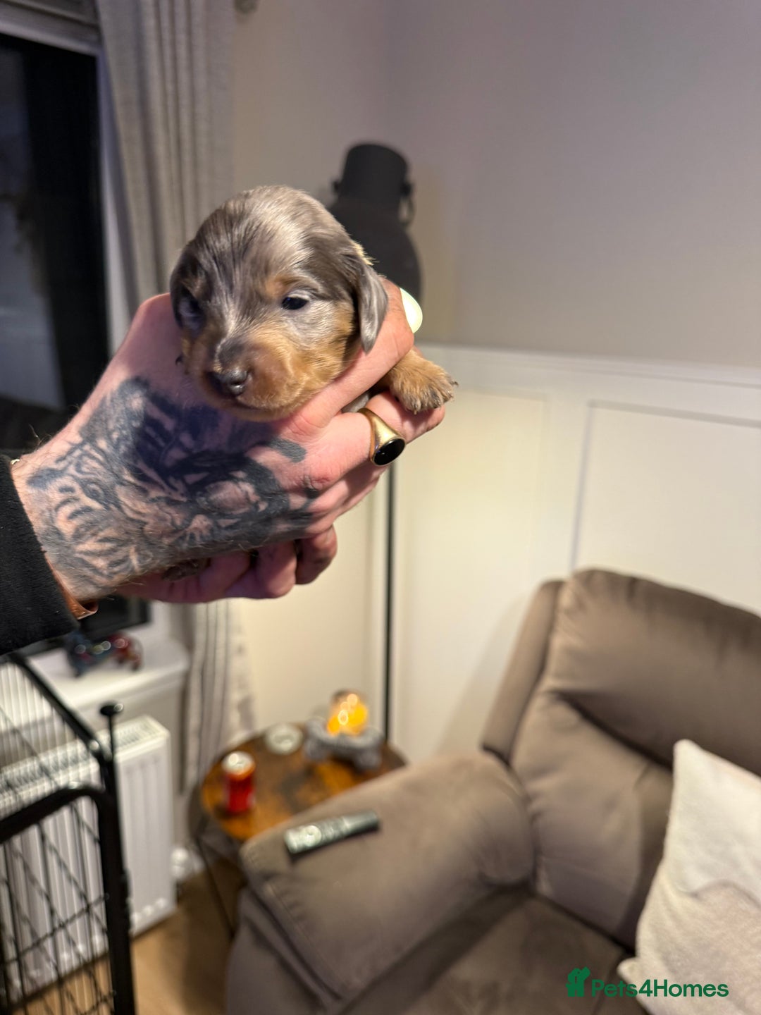 Miniature Dachshund dogs for sale: Miniature Dachshunds  - Advert 10
