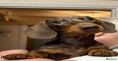 Miniature Dachshund dogs - Advert 7