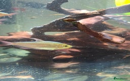 Tetras fish for sale: Tropical fish - Image 5