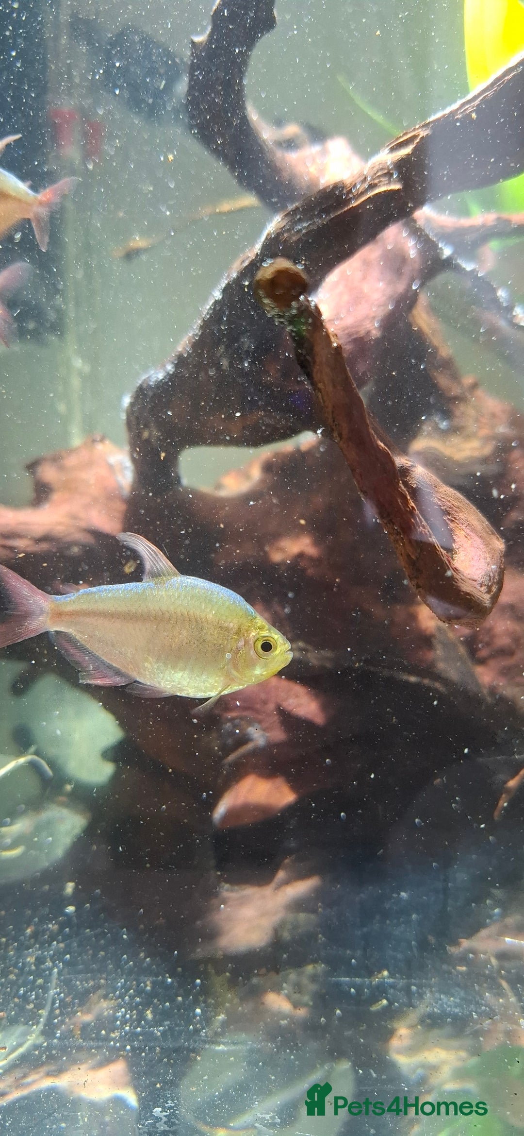 Tetras fish for sale: Tropical fish - Image 5