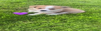 Welsh Corgi Pembroke 4
