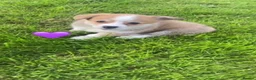 Welsh Corgi Pembroke dogs for sale: Gorgeous RKC reg corgi's DNA health tested parents - Advert 10