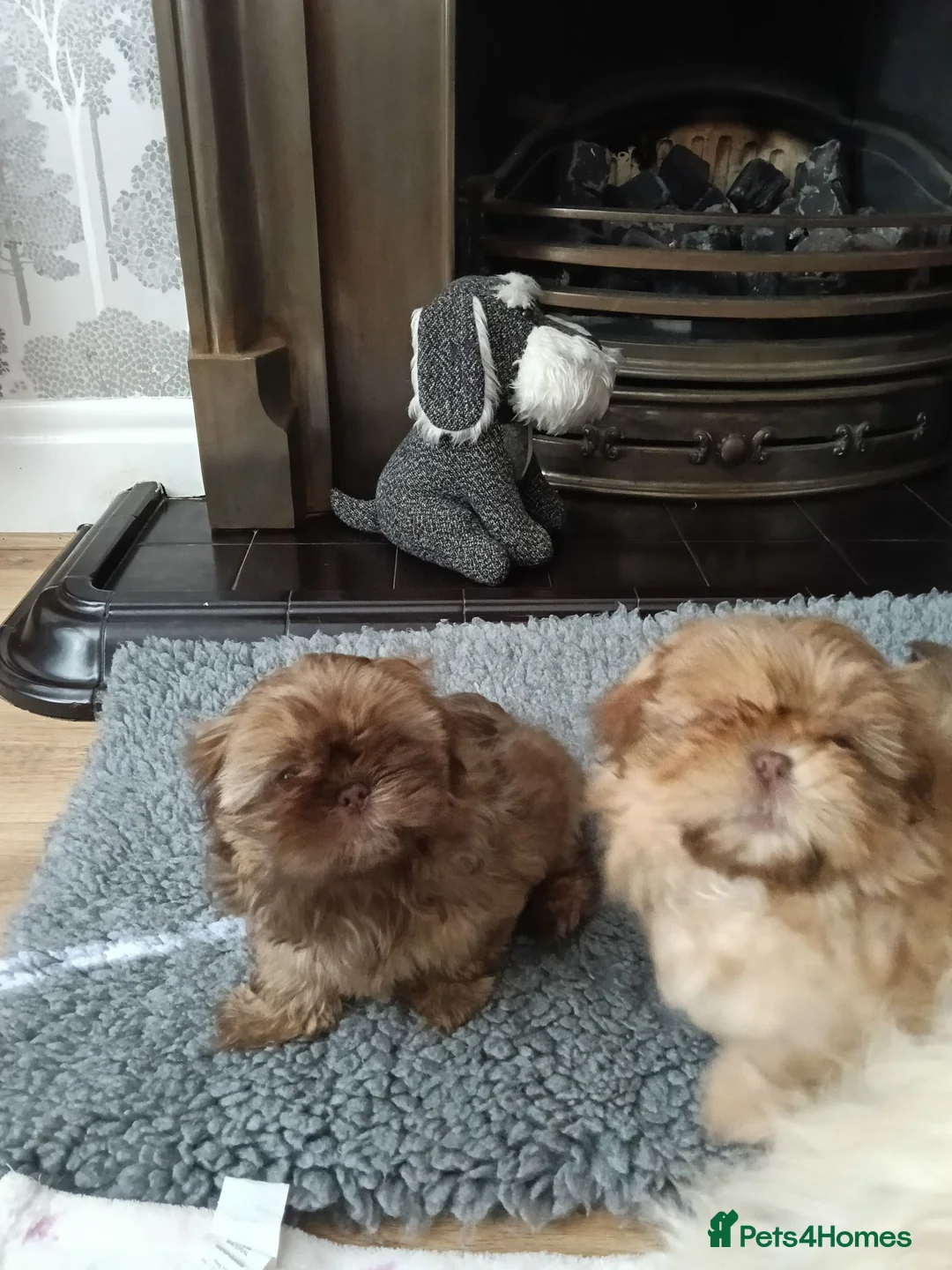 Shih Tzu dogs for sale: Imperial Shih Tzu puppy - Advert 2