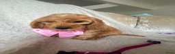 Cockapoo dogs for sale: 4 Gorgeous Cockapoo Puppies Left - Advert 12