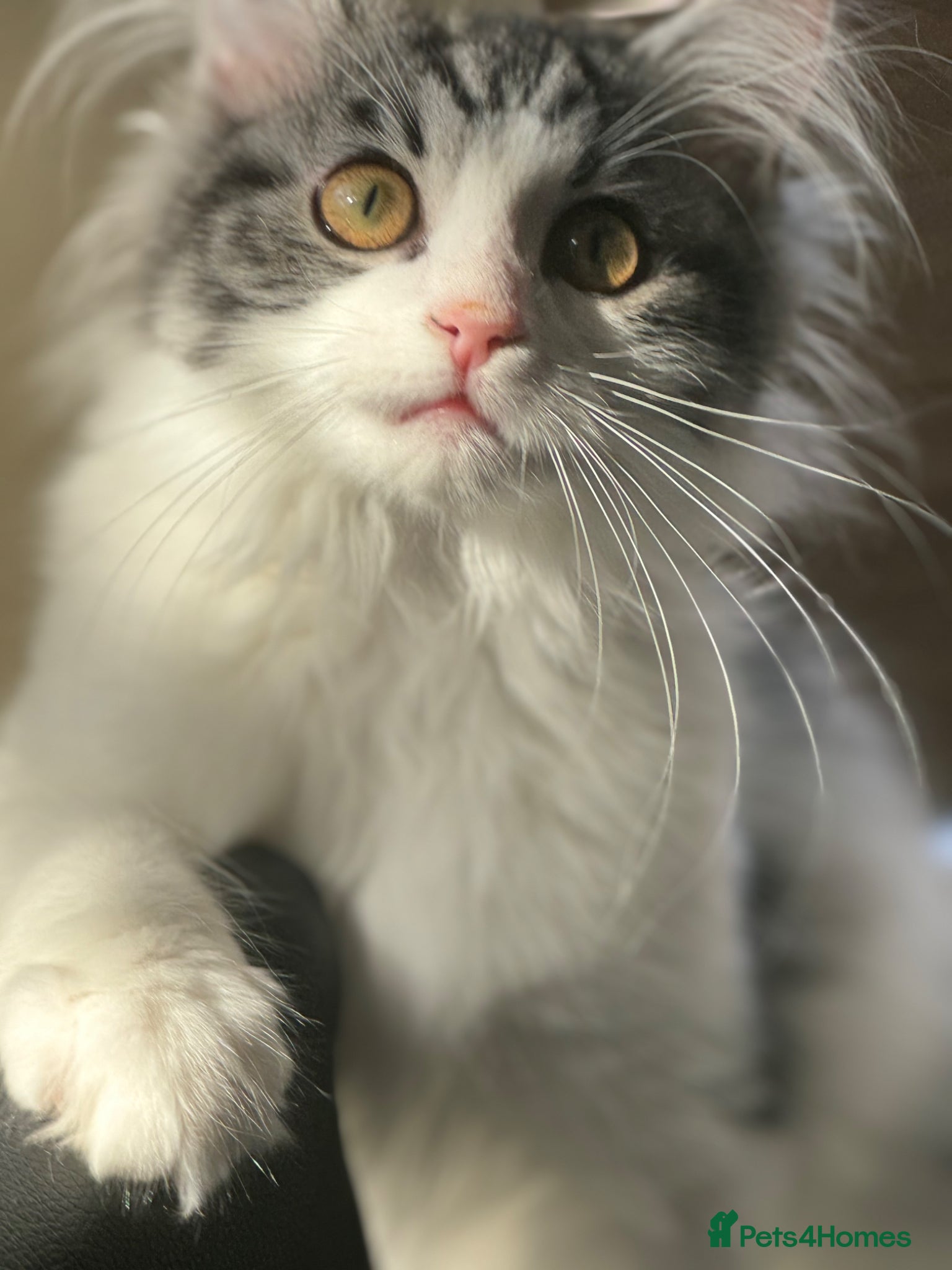 British Shorthair cats BSH X MAINECOON Kittens  - Advert 1