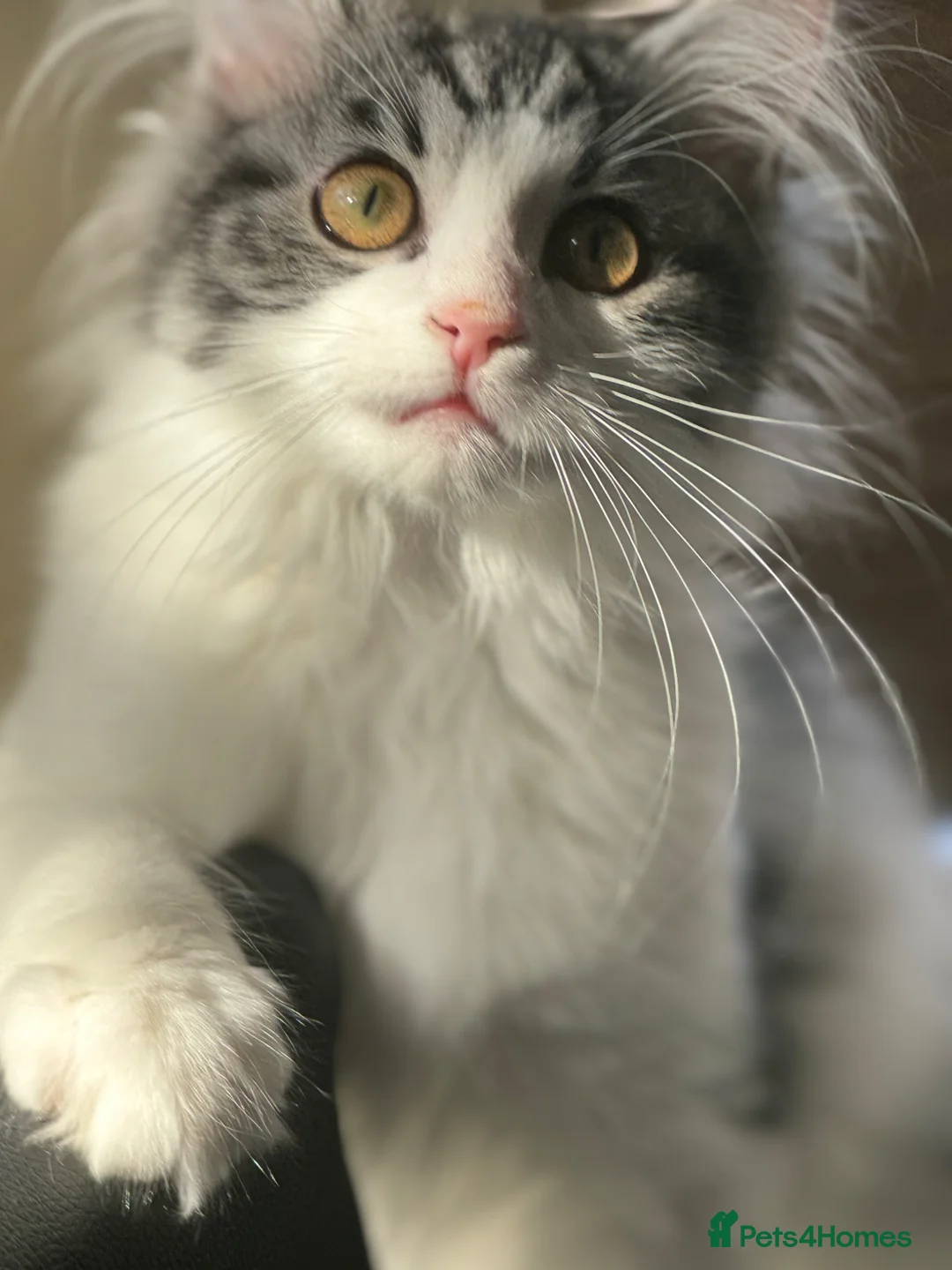 British Shorthair cats for sale: BSH X MAINECOON Kittens  in Manchester - Advert 1