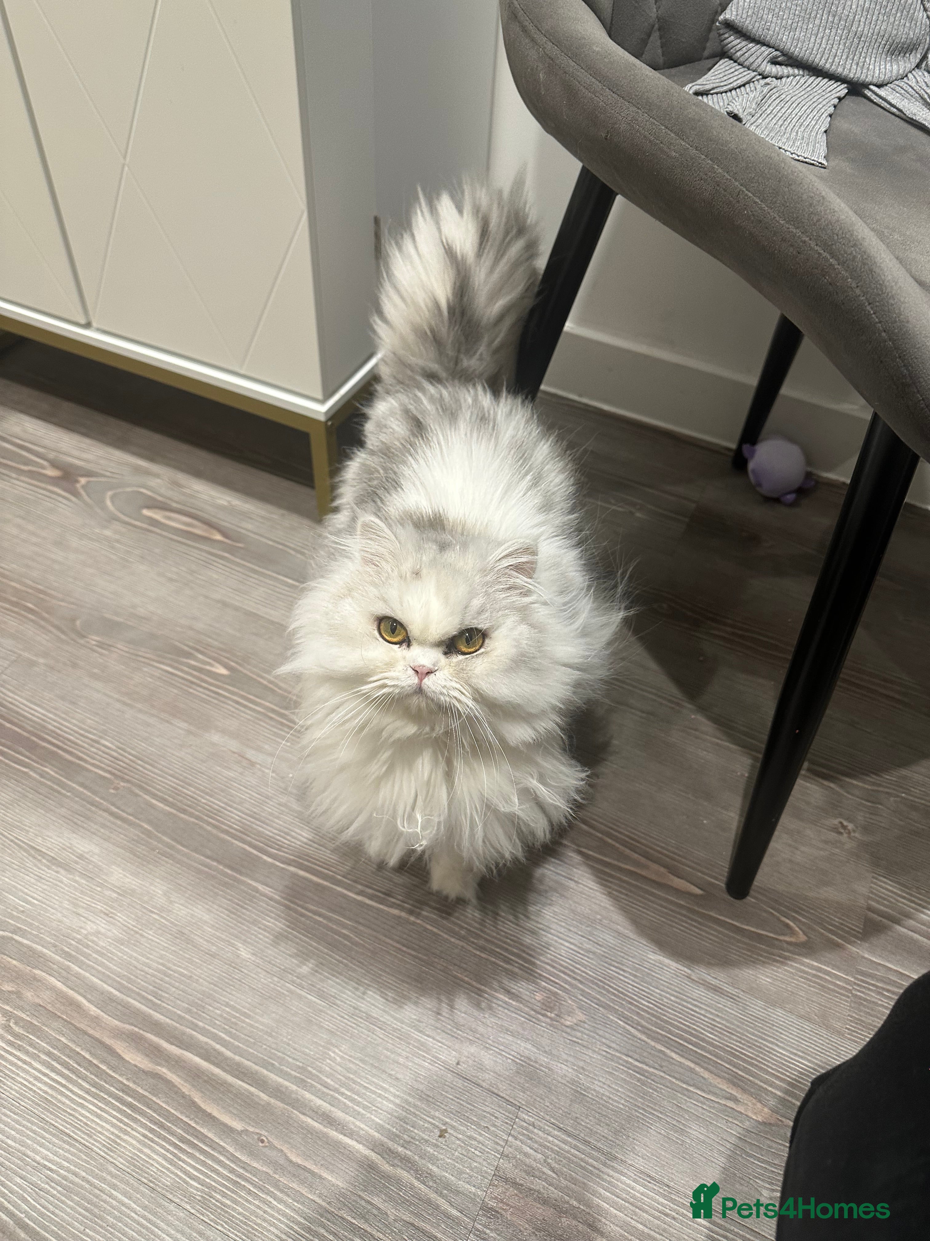 Persian cats Beautiful Persian girl - Advert 1