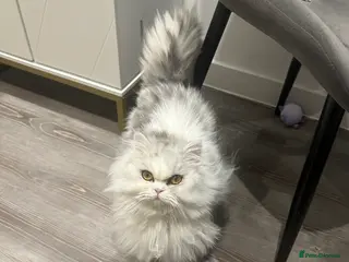 Persian cats Beautiful Persian girl - Advert 4