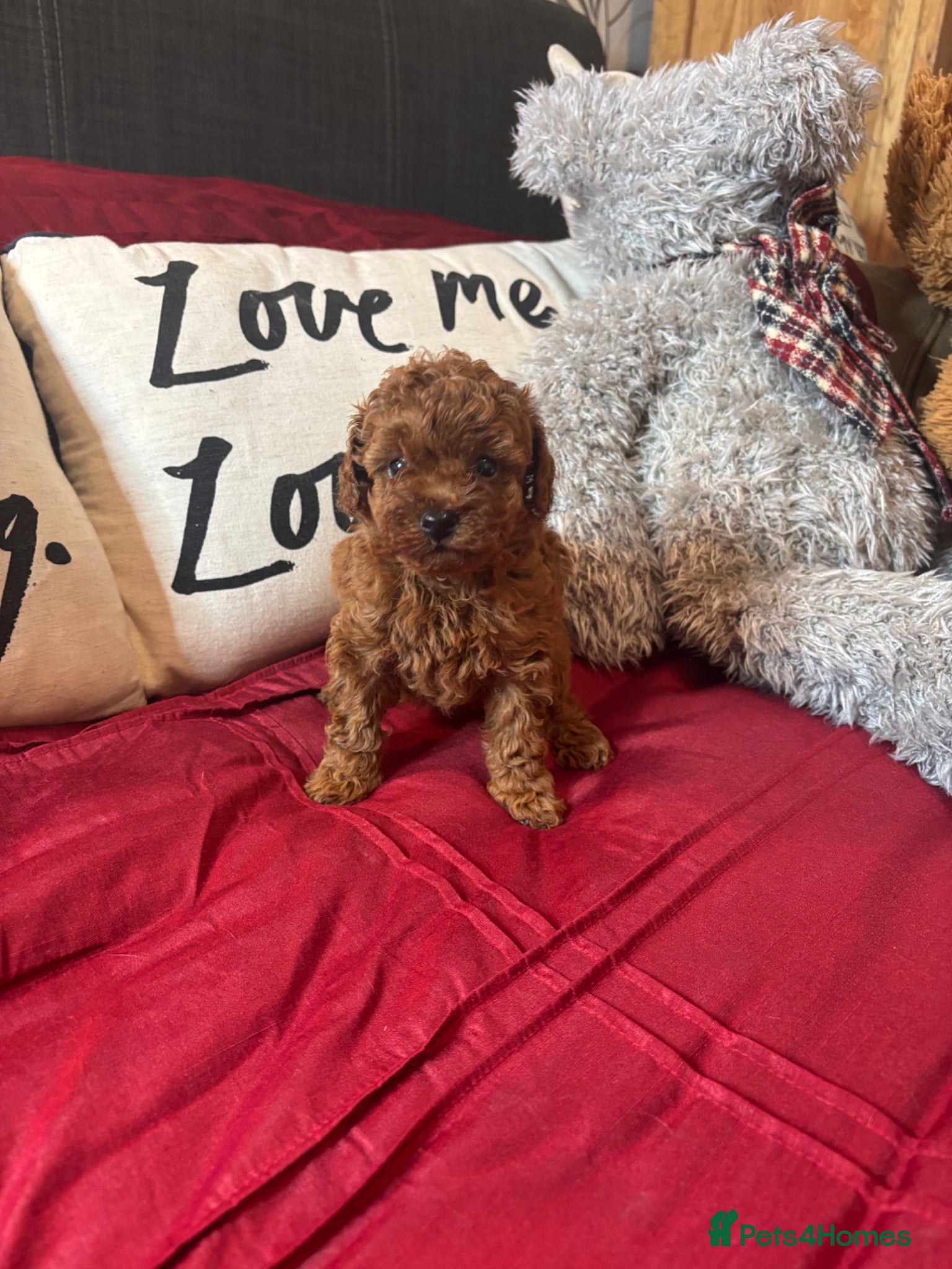 Toy Poodle dogs Female Red Toy Poodle DNA tested Parents  - Advert 6