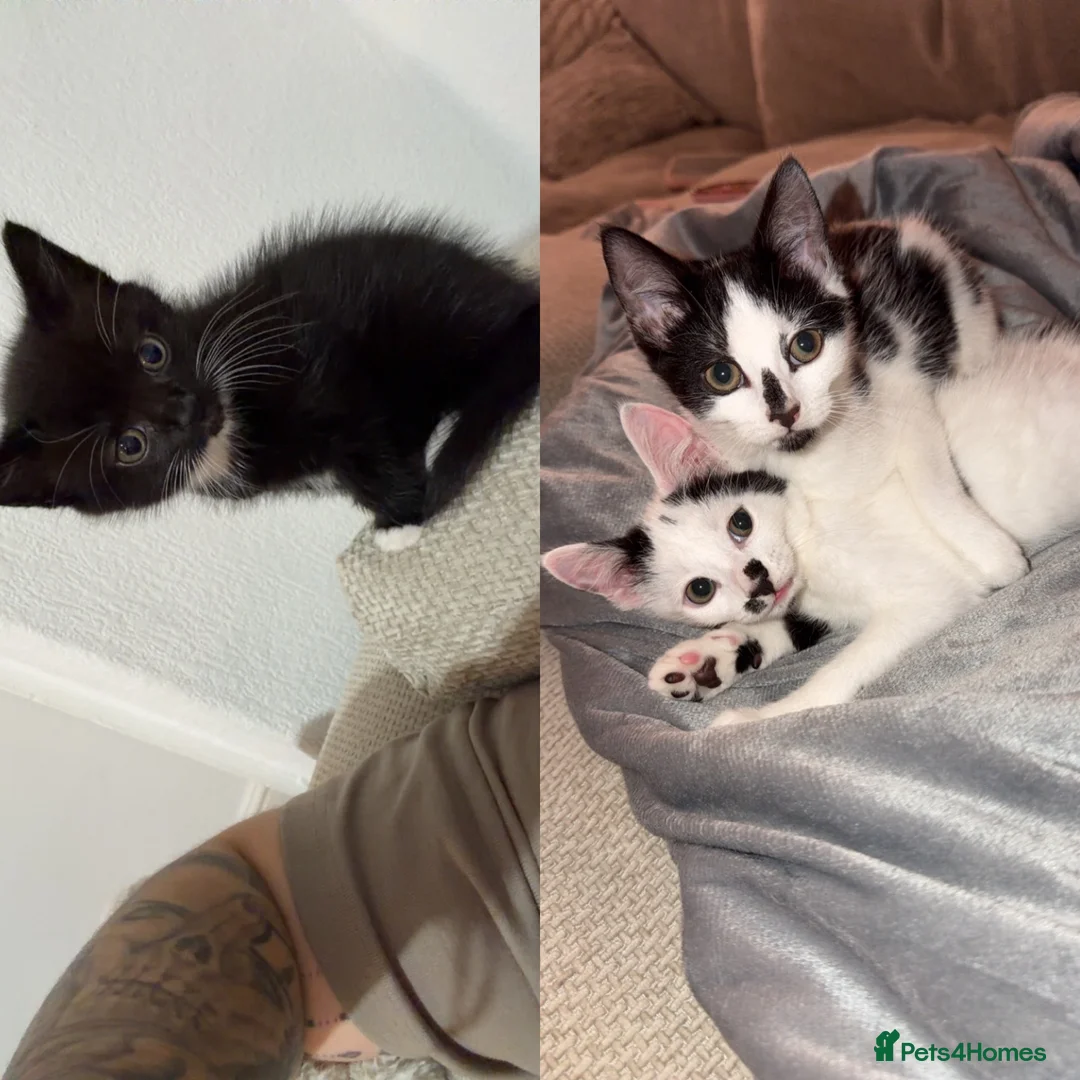 Mixed Breed cats for sale: Mixed Breed Kittens - Advert 1