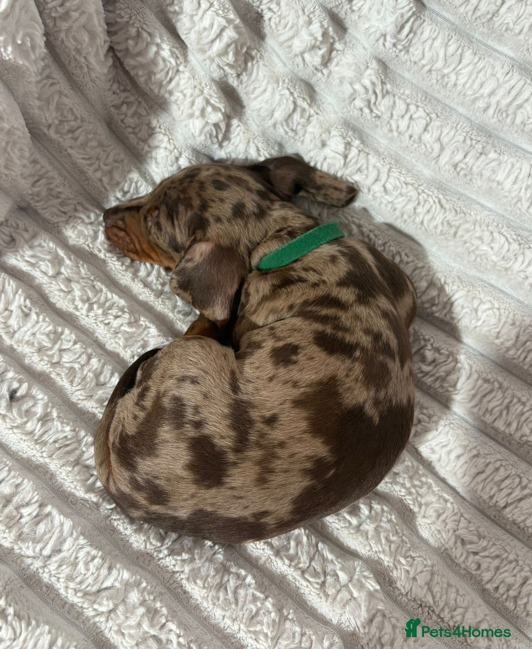 Dachshund dogs for sale: 4 beautiful dachshunds puppies for sale. - Image 6