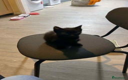 Mixed Breed cats for sale: 4 kittens for sale  - Image 4