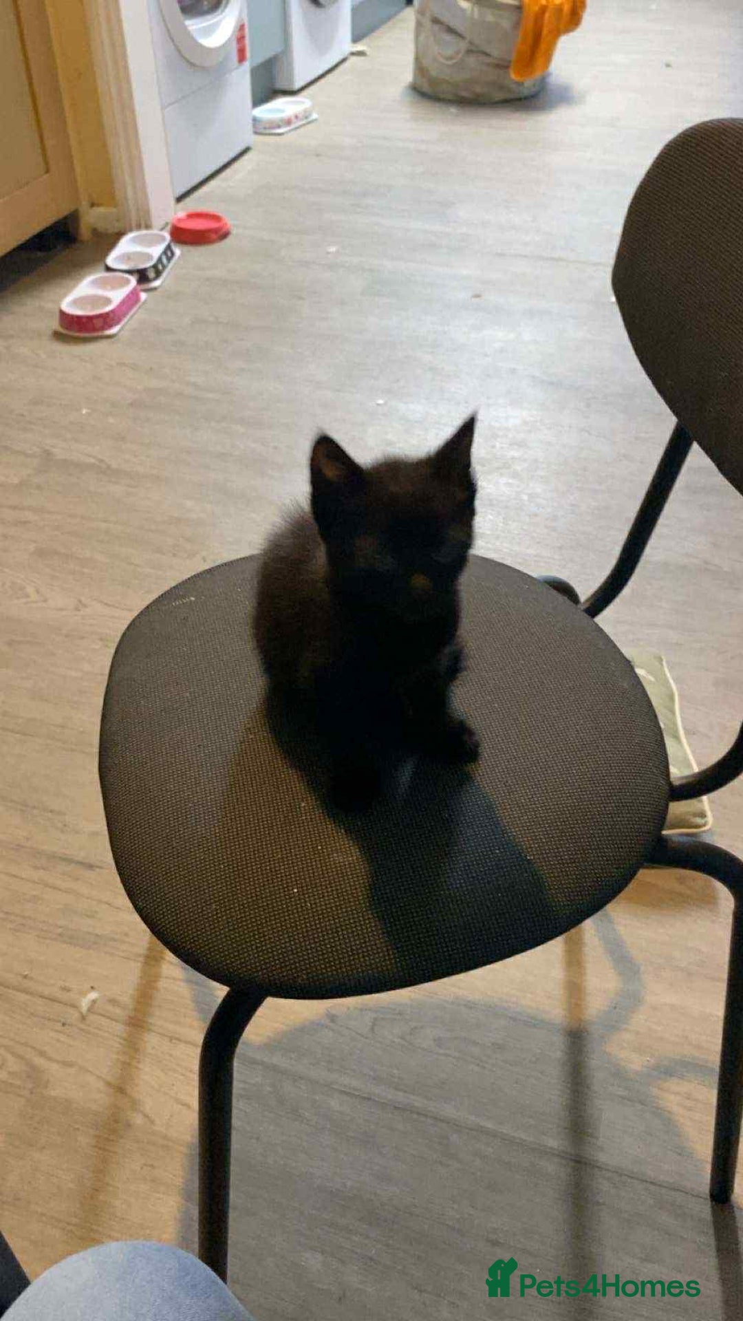 Mixed Breed cats for sale: 4 kittens for sale  - Image 4