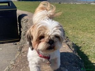 Shih Tzu dogs in Cullompton - Advert 7