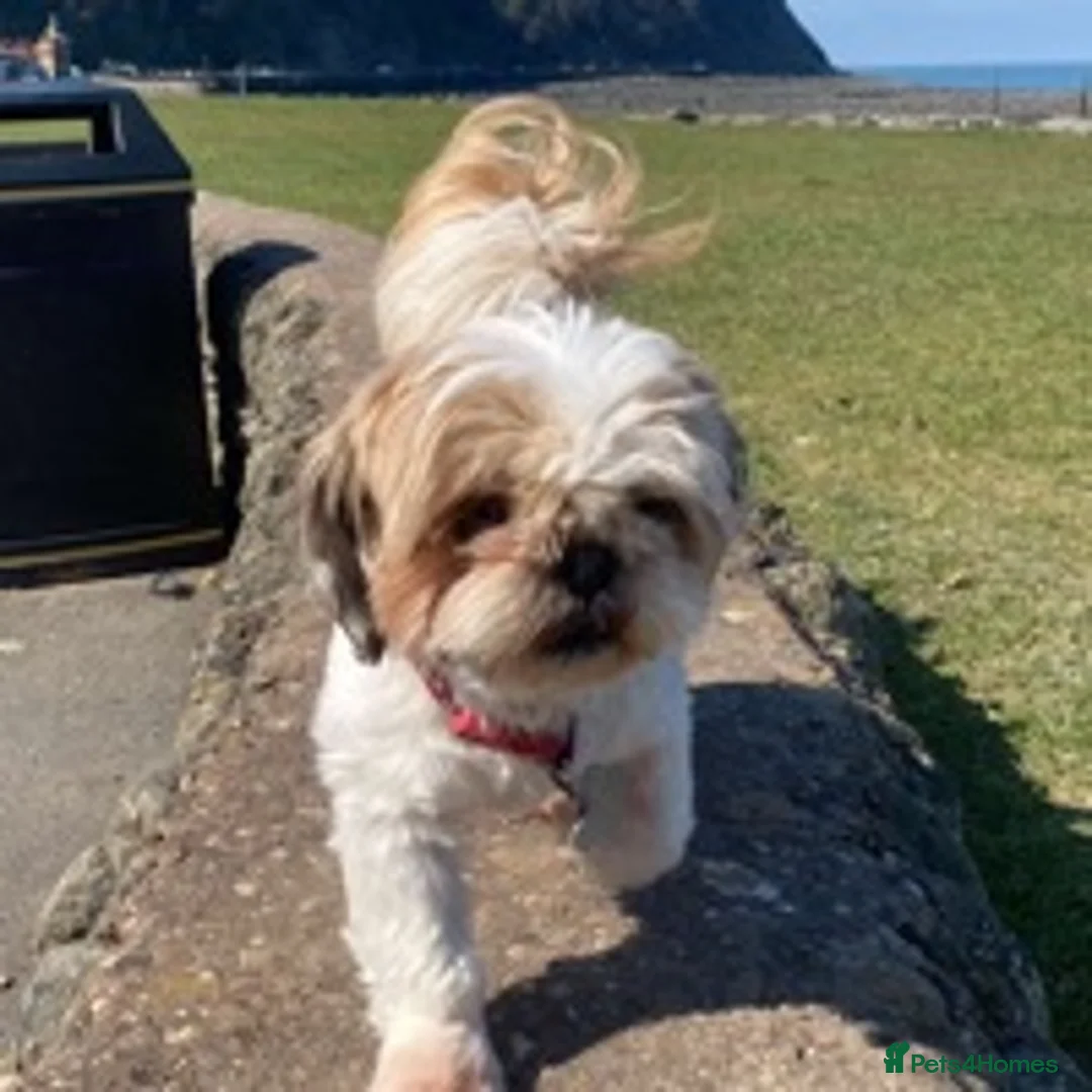 Shih Tzu dogs for stud: KC registered stud dog in Cullompton - Advert 26