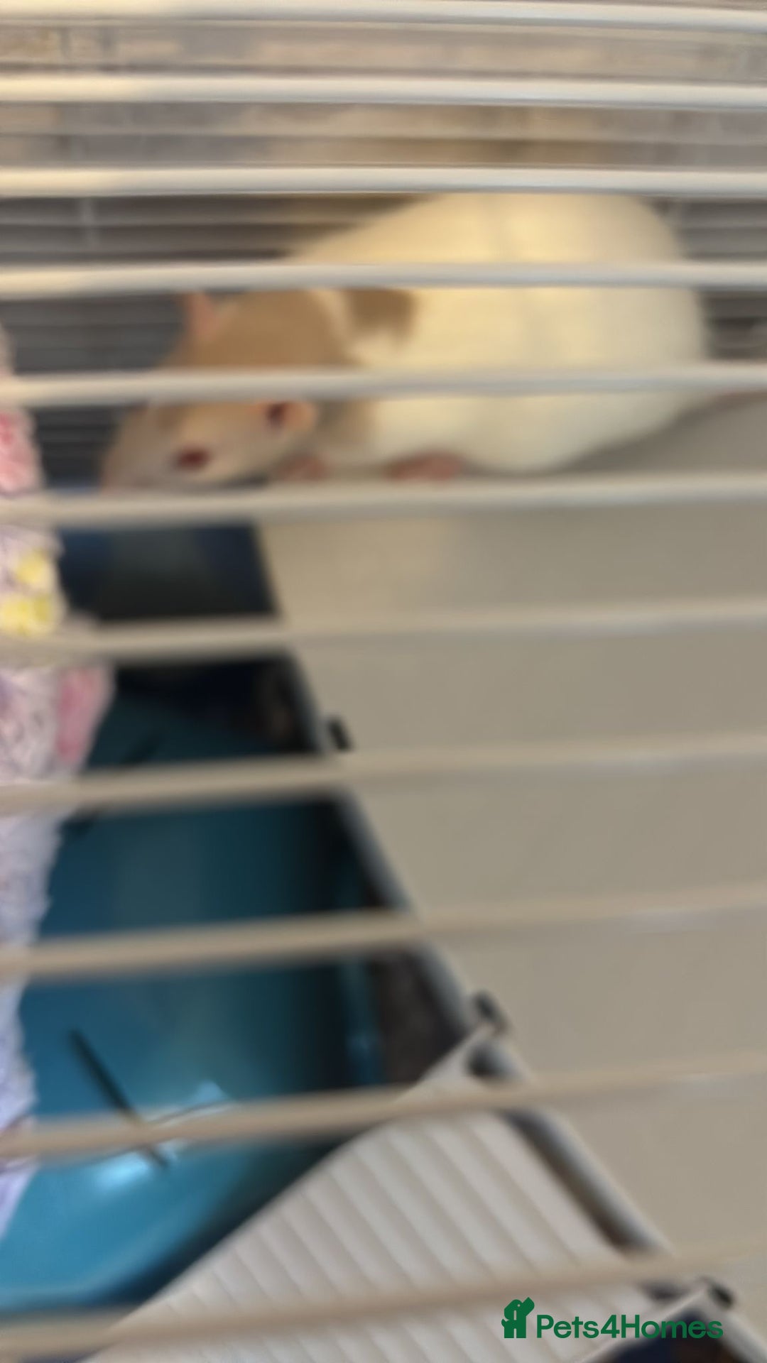 Rat rodents for sale: 4 female pet fancy rats to new home - Advert 5