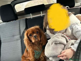 Cavalier King Charles Spaniel dogs STUD only! KC registered - Advert 4