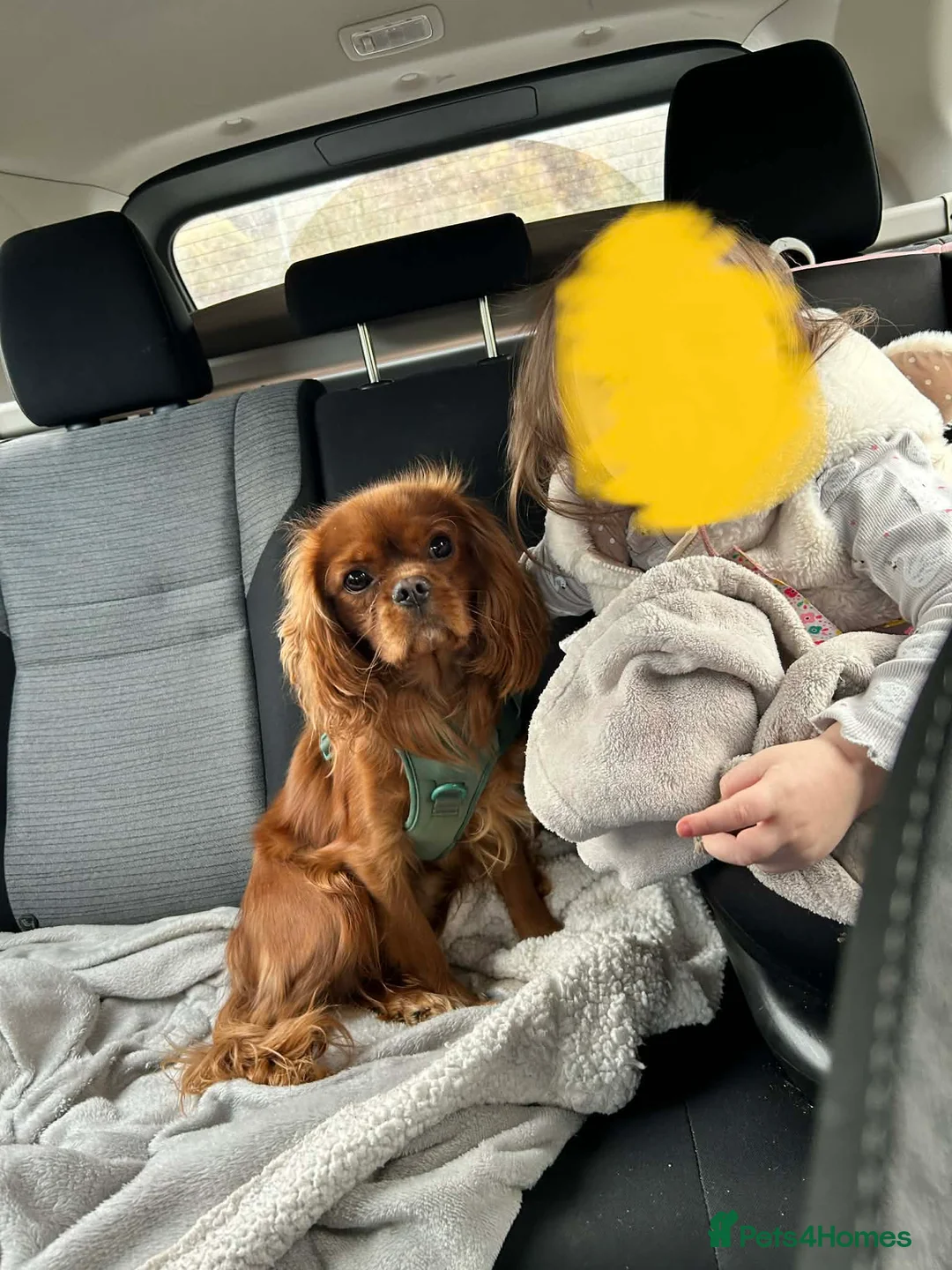 Cavalier King Charles Spaniel dogs for stud: STUD only!  KC registered  - Advert 2