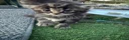 Mixed Breed cats for sale: Longhaired Black & Dark Tabby Chunky Kittens - Advert 2