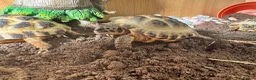 Tortoise reptiles for sale: Baby Horsfield Tortoises and Set Ups! - Advert 9