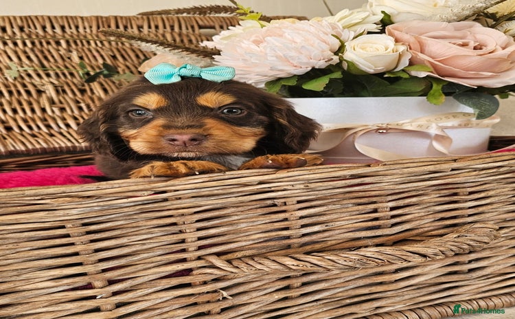 Cocker Spaniel dogs - Advert 2