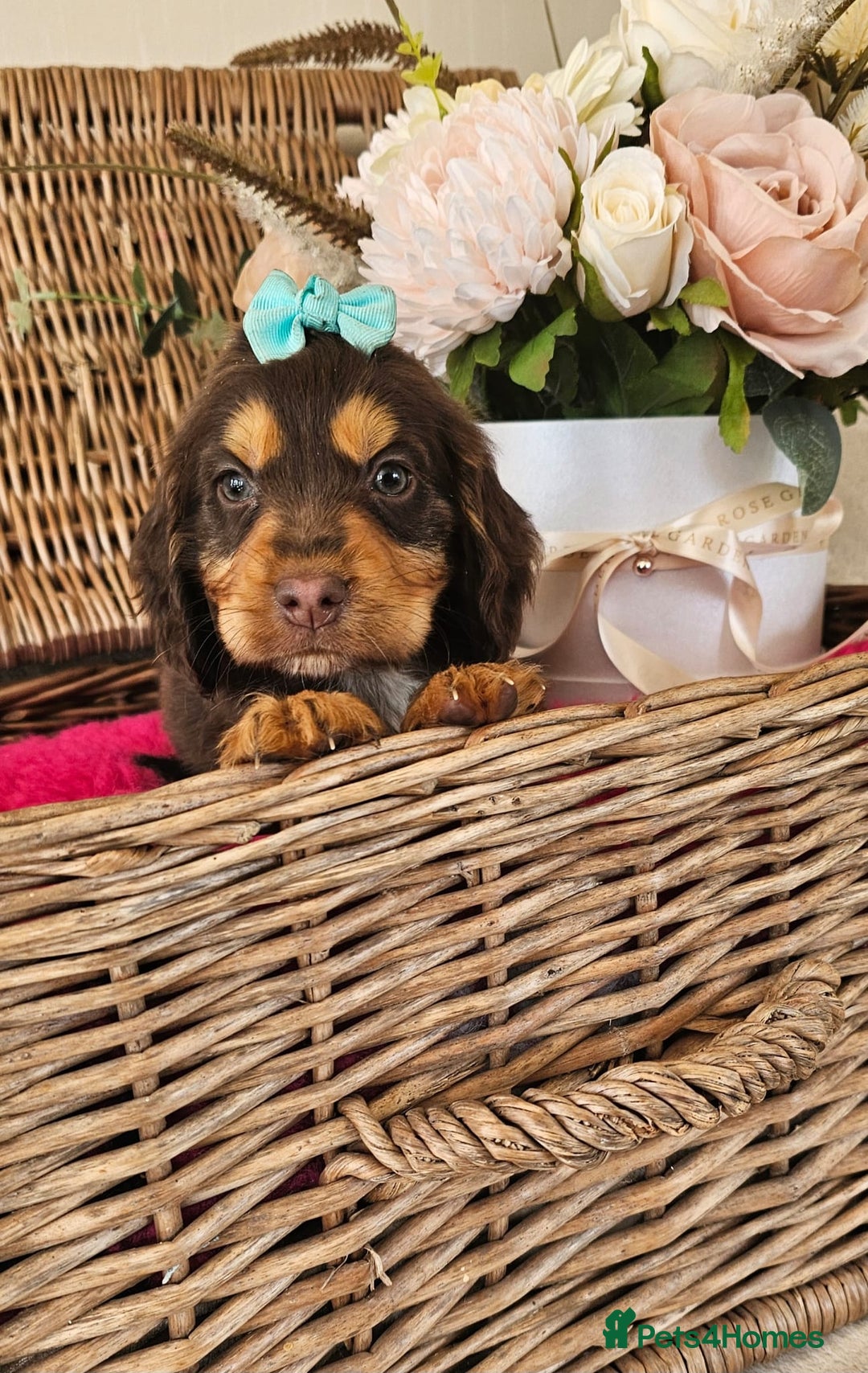 Cocker Spaniel dogs for sale: Ready this Thursday vet checked  - Image 12