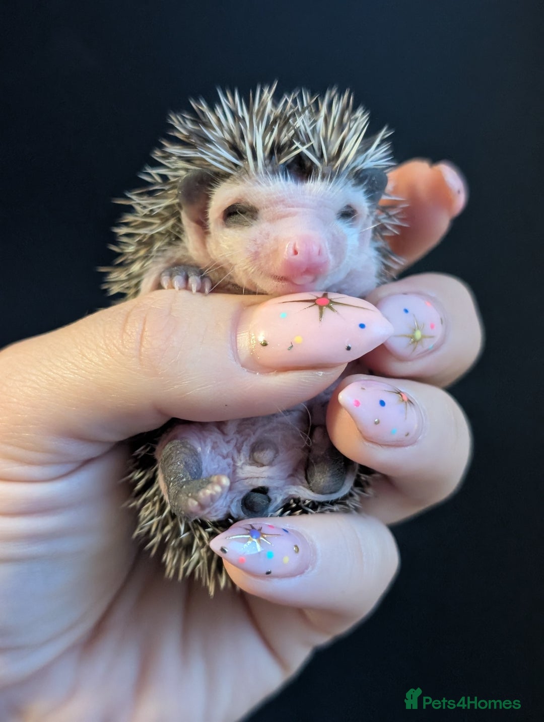 Pygmy Hedgehog rodents for sale: Gorgeous APH hedgehogs  - Image 2