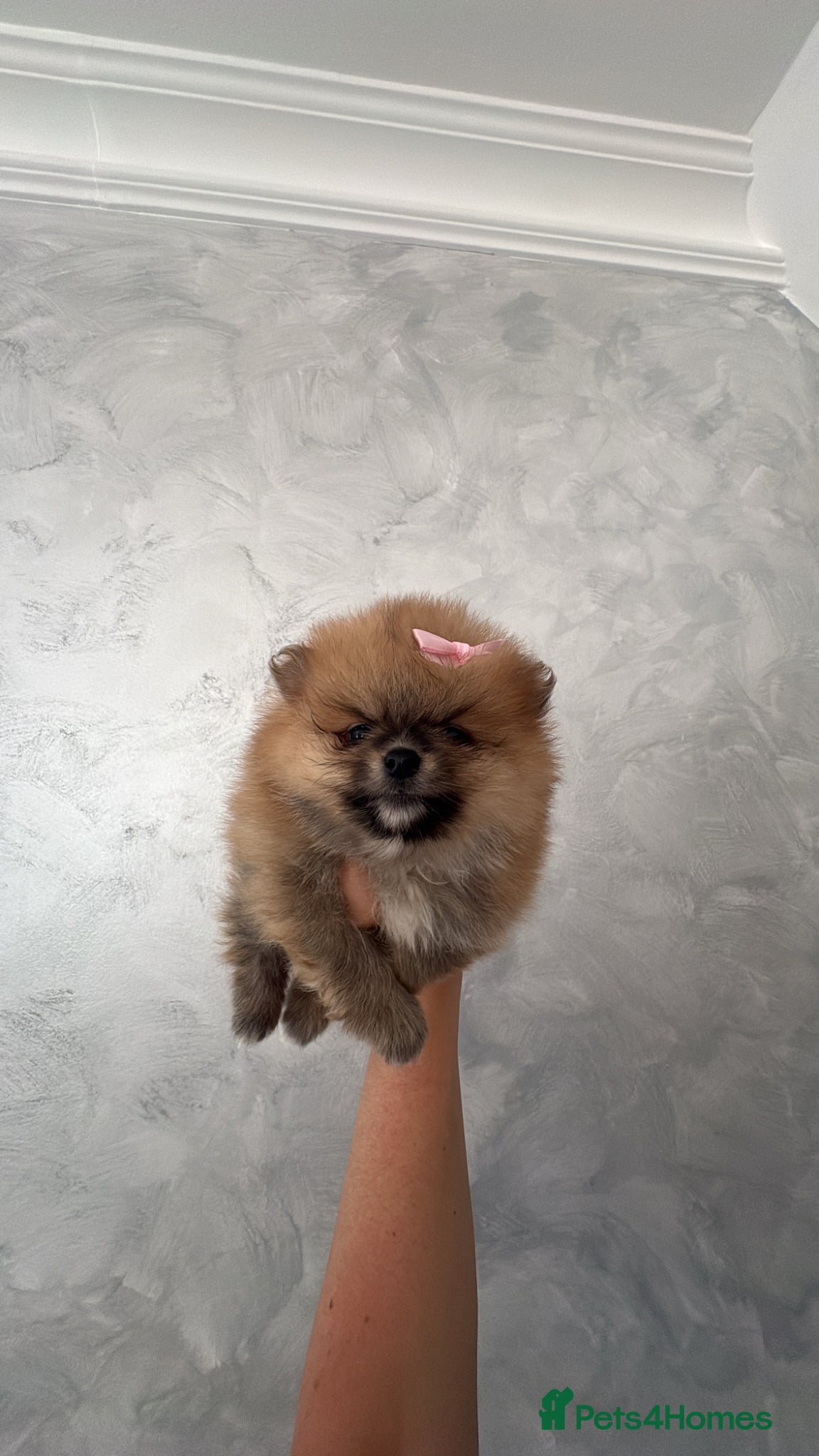 Pomeranian dogs Beautiful tea cup Pomeranian  - Advert 2
