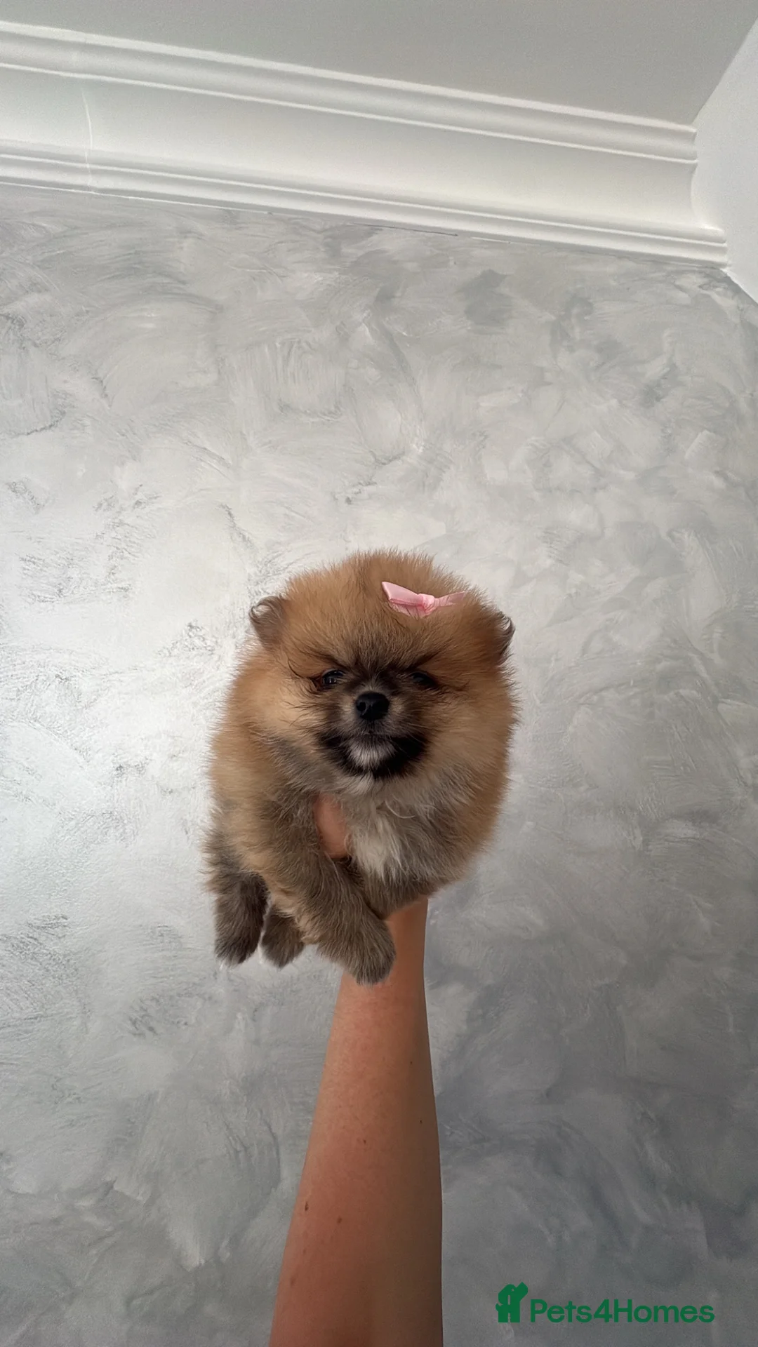 Pomeranian dogs for sale: Beautiful  **  Pomeranian  in Ingatestone - Advert 2