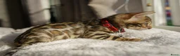 Bengal cats for sale: ONLY 4 LEFT - HEALTH/DNA TESTED BENGALS - Advert 20