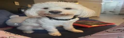 Cockapoo dogs for sale: Lovely dog Needs New Home - Advert 1