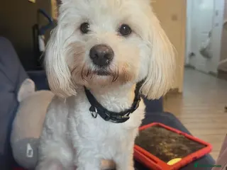 Cockapoo dogs Lovely dog Needs New Home - Advert 18