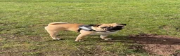 Pug dogs for sale: Handsome Apricot Male 8weeks old 💚 Pedigree Pugs in Kidderminster - Advert 19