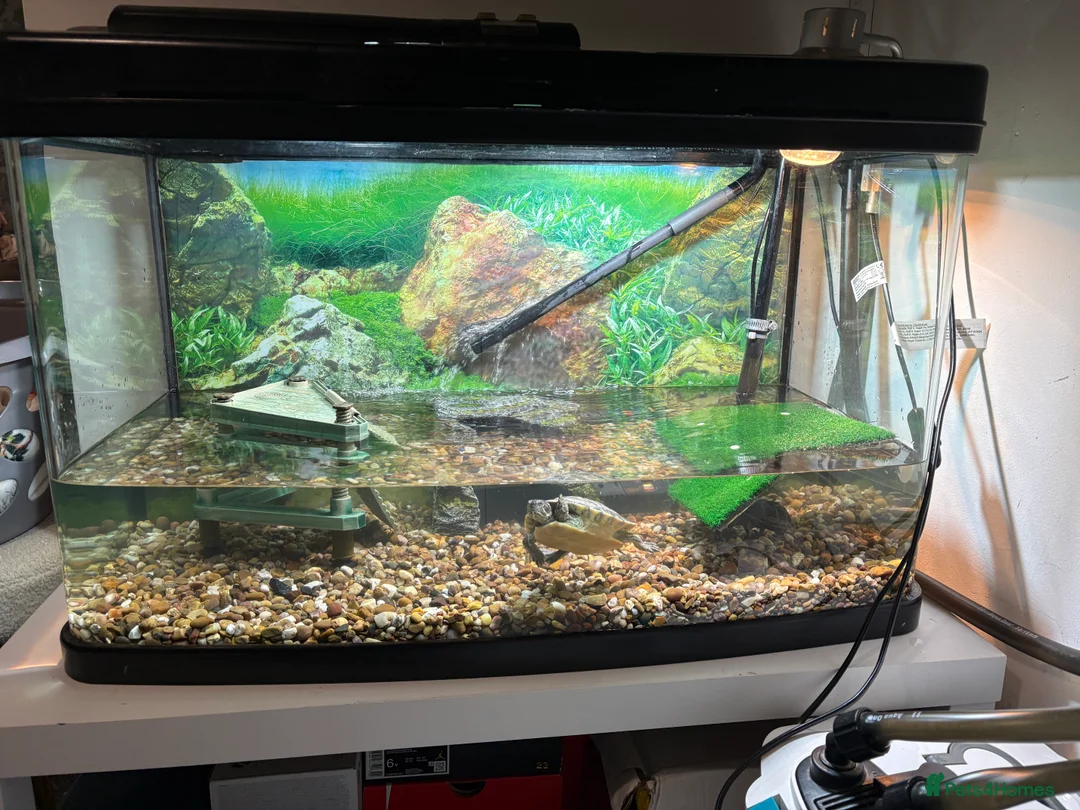 Turtle reptiles for sale: 2 turtles and tank setup + 2000ltr filter - Advert 2
