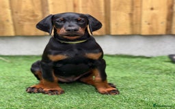 Dobermann dogs for sale: Exceptional Confident European Doberman puppies - Image 2
