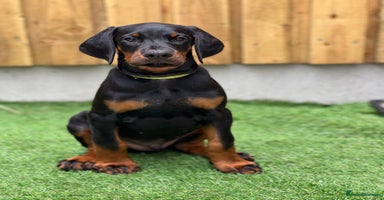 Dobermann dogs - Advert 5