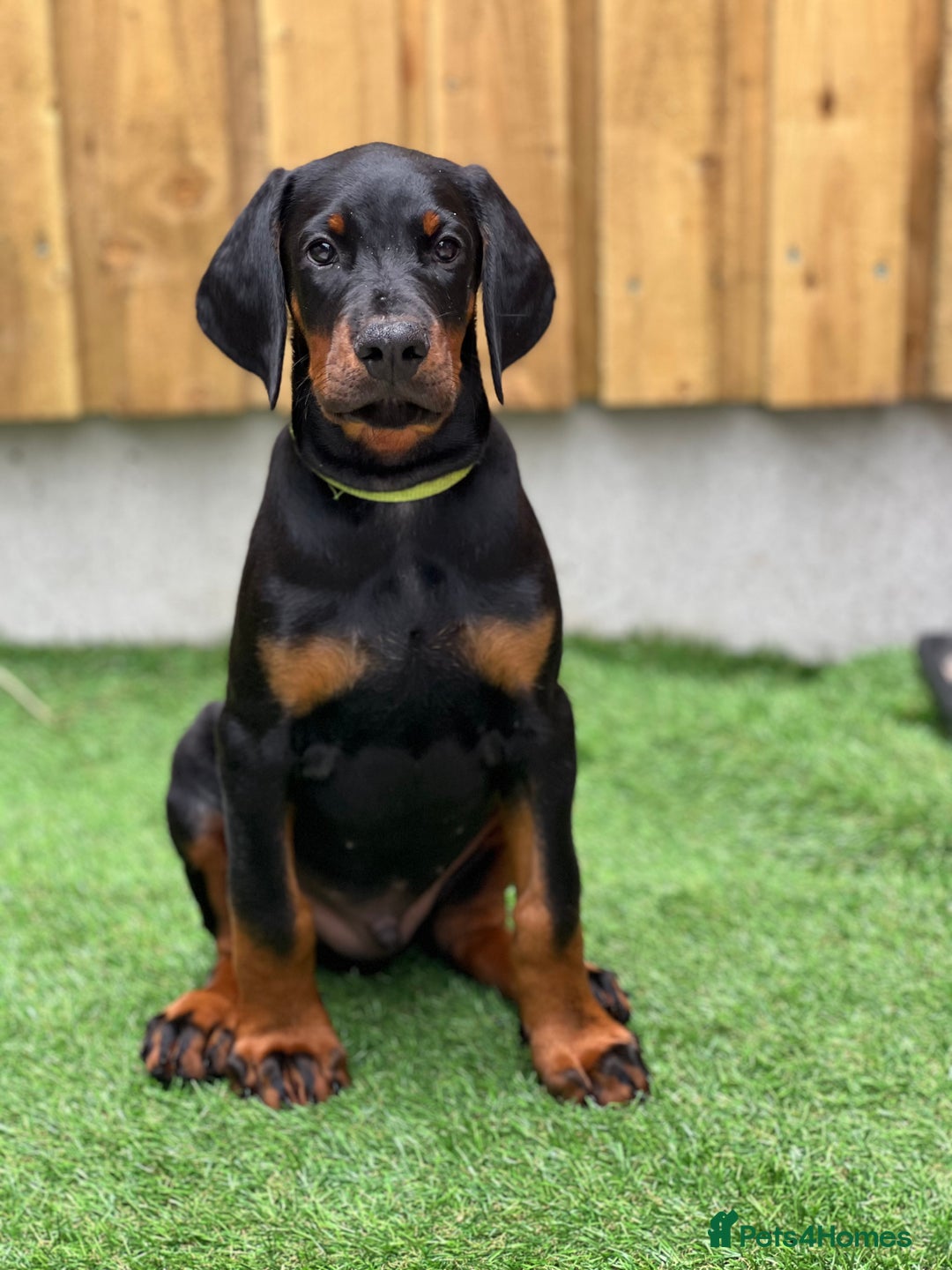 Dobermann dogs for sale: Exceptional Confident European Doberman puppies - Image 2