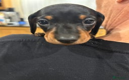 Dachshund dogs for sale: Gorgeous miniature Dachshund Bitch pups   - Image 1