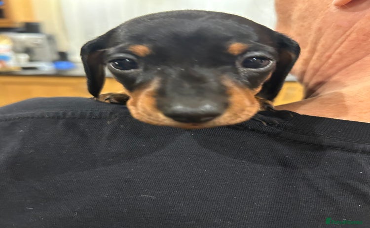 Dachshund dogs - Advert 12