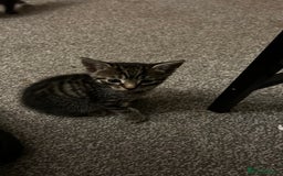 Domestic Shorthair cats for sale: 7 very adorable kittens  - Image 11