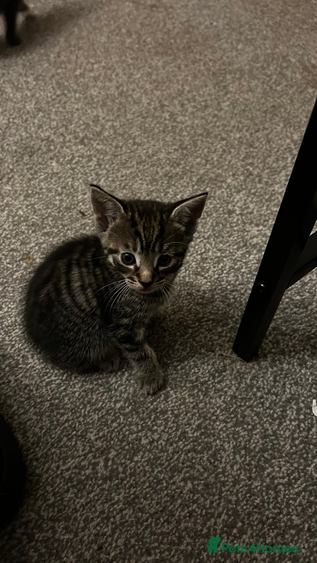 Domestic Shorthair cats for sale: 7 very adorable kittens  - Image 11