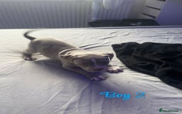 American Bully dogs for sale: Stunning pocket bully pups for sale - Image 15